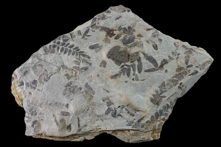 Fossil Fern (Neuropteris & Macroneuropteris) Plate - Kentucky #160251